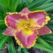 Hemerocallis hybrid 'French Lingerie'