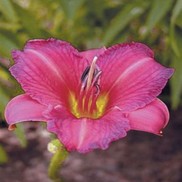 Hemerocallis hybrid 'Purple D' Ora'
