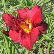 Hemerocallis hybrid 'Ruby Stella'