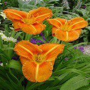 Hemerocallis hybrid 'Tuscawilla Tigress'
