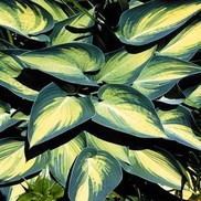 PLANTAIN LILY 'JUNE FEVER'