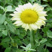 Leucanthemum superbum 'Sonnenchein'