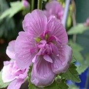 Malva  'Parkrondell'