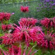 Monarda didyma 'Beauty of Cobham'