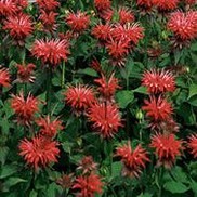 Monarda didyma 'Fireball'