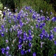 Platycodon grandiflorum 'Mariesii'