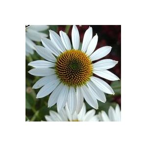CONEFLOWER 'PURITY'
