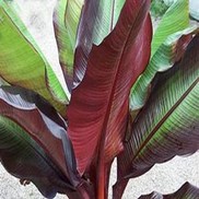 Ensete  'Tandarra Red'
