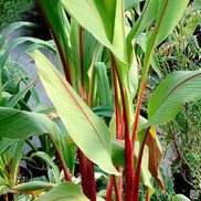 Curcuma  'Red Emperor'