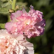 Alcea rosea 'Peaches n Dreams'