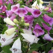 Digitalis  'Foxy'