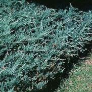 Juniperus horizontalis 'Bar Harbor'
