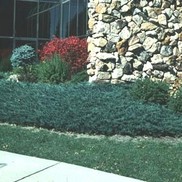 Juniperus horizontalis 'Blue Chip'