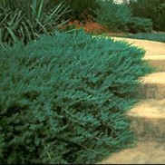 Juniperus conferta 'Blue Pacific'