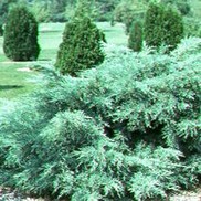 Juniperus chinensis 'Pfitzeriana Glauca'