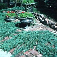 Juniperus horizontalis 'Blue Rug'