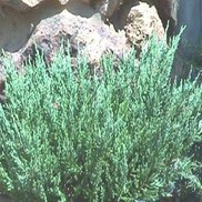 Juniperus chinensis sargentii 'Glauca'