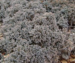 Juniperus squamata 'Blue Star'