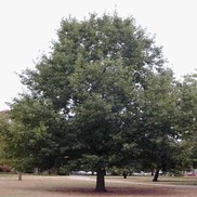 Quercus rubra 'Northern Red Oak'