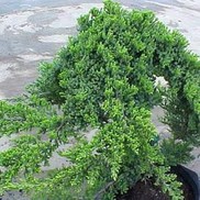 Juniperus procumbens 'Greenmound'