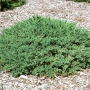 Juniperus chinensis 'San Jose'