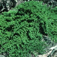 Juniperus procumbens 'nana'