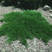 Juniperus sabina 'Broadmoor'