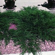 Juniperus sabina 'Buffalo'