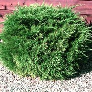 Juniperus chinensis 'Sea Green'
