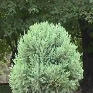 Juniperus chinensis 'Blue Vase'