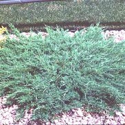 Juniperus horizontalis 'Plumosa 'compacta''