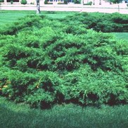 Juniperus chinensis