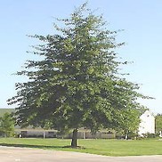 Quercus palustris 'Pin Oak'