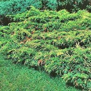 Juniperus chinensis pfitzeriana 'Gold Tip'