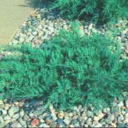 Juniperus virginiana 'Gray Owl'