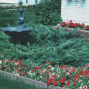 Juniperus horizontalis 'Hughes'