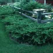 Juniperus chinensis 'Kallays Compacta'