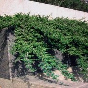 Juniperus procumbens