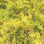 Juniperus chinensis 'Saybrook Gold'