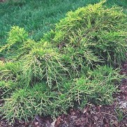 Juniperus chinensis 'Armstrong Aurea'