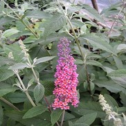 Buddleia davidii 'Bi-Color'