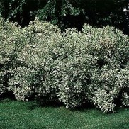 Weigela florida 'Variegated'