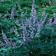Vitex agnus-castus 'Shoal Creek'