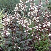Penstemon digitalis 'Huskers Red'