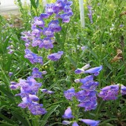Penstemon barbatus x strictus 'Prairie Dusk'