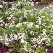 Galium odoratum