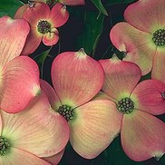Cornus florida 'rubra'