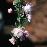 ALMOND FLOWERING PINK FLOWERING DWF.