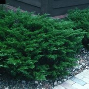 Juniperus sabina 'Scandia'