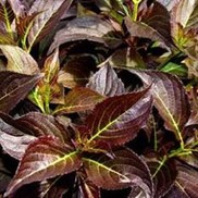 Weigela florida 'Dark Horse'